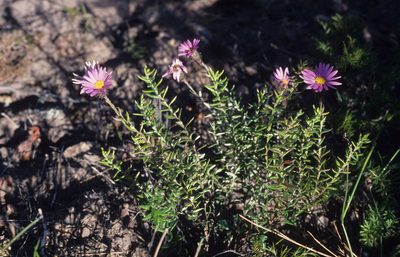 Athrixia capensis, photographed by Tom Lloyd Evans