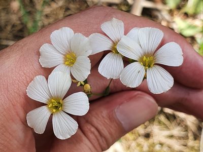 Linum corymbiferum, photographed by Mehdi Chetibi