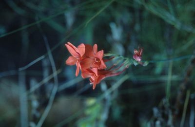 Gladiolus nerineoides, photographed by Tom Lloyd Evans