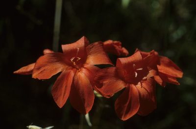 Gladiolus nerineoides, photographed by Tom Lloyd Evans