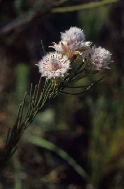 Serruria heterophylla, photographed by Tom Lloyd Evans