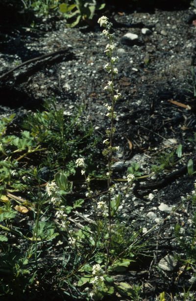 Manulea exigua, photographed by Tom Lloyd Evans