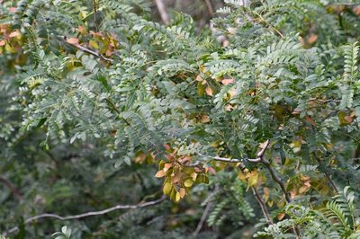 Gleditsia aquatica, photographed by Mike Ostrowski