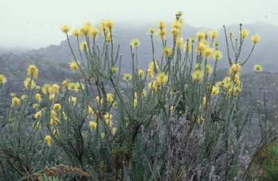 Leucospermum reflexum, photographed by Tom Lloyd Evans