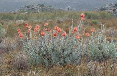 Leucospermum reflexum, photographed by Tom Lloyd Evans