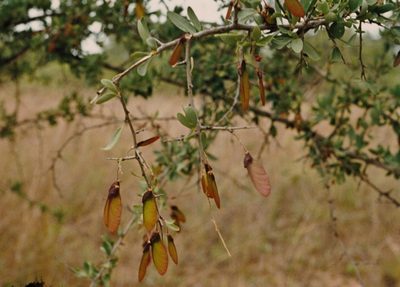 Securidaca longepedunculata, photographed by i_c_riddell