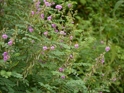 Tephrosia villosa, photographed by Dinesh Valke