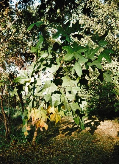 Erythrina livingstoniana, photographed by i_c_riddell