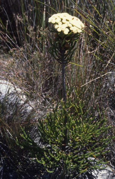 Brunia latebracteata, photographed by Tom Lloyd Evans