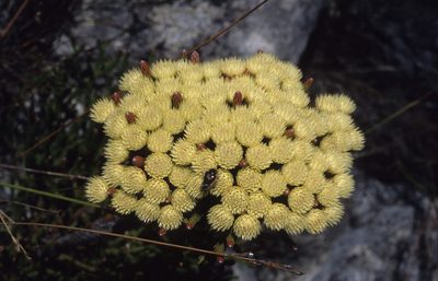 Brunia latebracteata, photographed by Tom Lloyd Evans