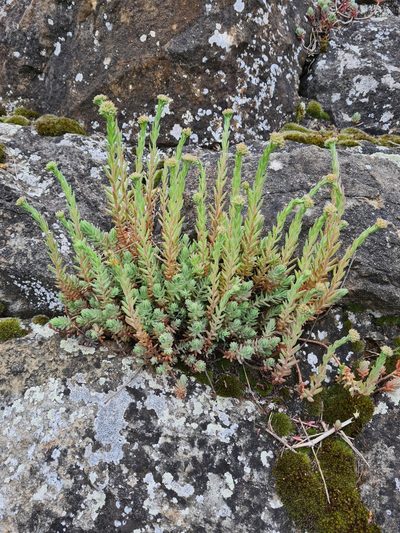 Petrosedum orientale, photographed by Jacek Pietruszewski