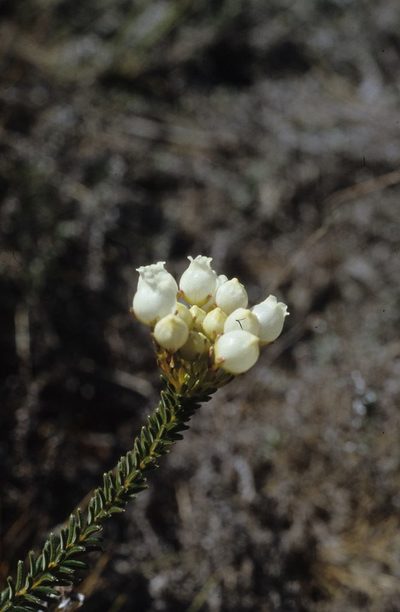 Erica odorata, photographed by Tom Lloyd Evans