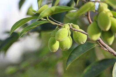Aquilaria sinensis, photographed by Agnes Trekker