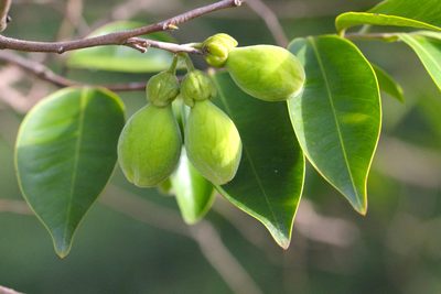 Aquilaria sinensis, photographed by Agnes Trekker