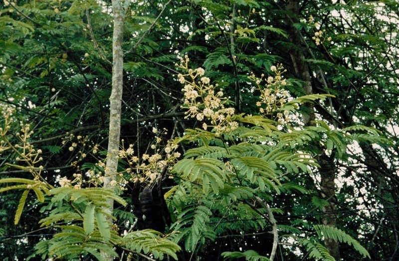 Senegalia schweinfurthii, photographed by i_c_riddell