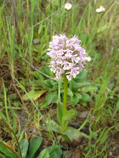 Neotinea conica, photographed by Jean-Paul Boerekamps