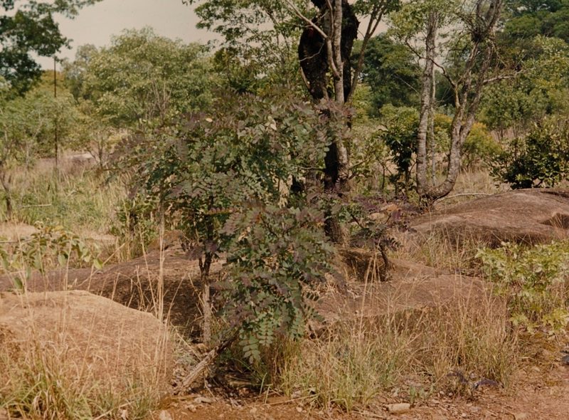 Albizia antunesiana, photographed by i_c_riddell