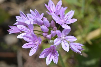 Allium unifolium, photographed by Cricket Raspet