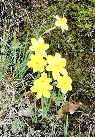 Narcissus rupicola, photographed by Jean-Paul Boerekamps