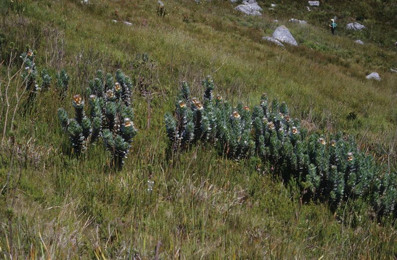 Mimetes hottentoticus, photographed by Tom Lloyd Evans
