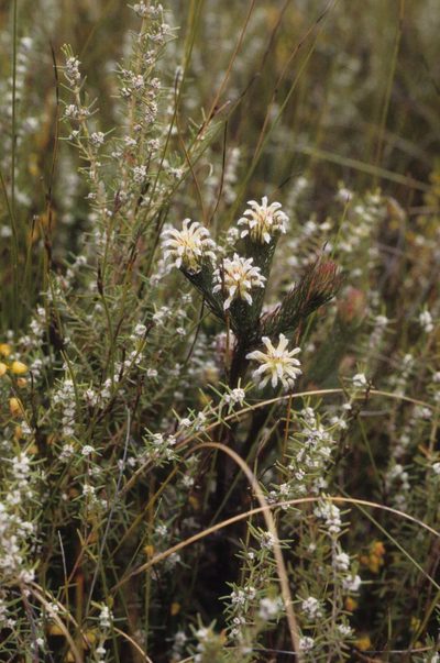 Spatalla prolifera, photographed by Tom Lloyd Evans
