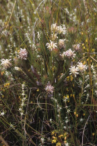Spatalla prolifera, photographed by Tom Lloyd Evans