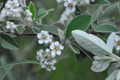 Cotoneaster pannosus, photographed by Josep Gesti