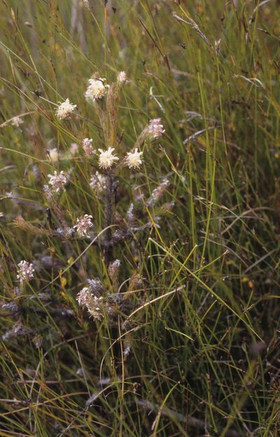 Spatalla prolifera, photographed by Tom Lloyd Evans