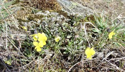Viola langeana, photographed by Jean-Paul Boerekamps