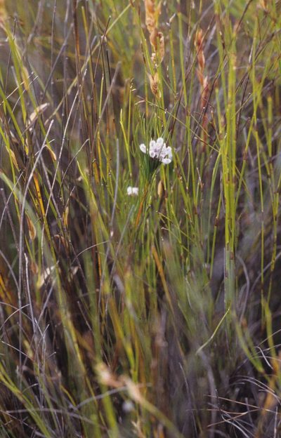 Serruria deluvialis, photographed by Tom Lloyd Evans