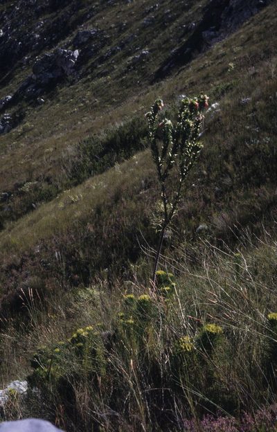 Orothamnus zeyheri, photographed by Tom Lloyd Evans