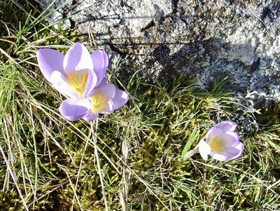 Crocus carpetanus, photographed by Jean-Paul Boerekamps