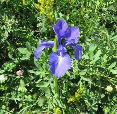 Iris latifolia, photographed by Manuel Marqués
