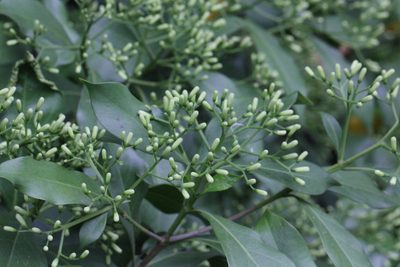 Tarenna attenuata, photographed by Agnes Trekker