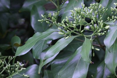 Tarenna attenuata, photographed by Agnes Trekker