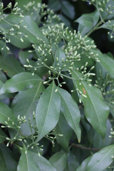 Tarenna attenuata, photographed by Agnes Trekker
