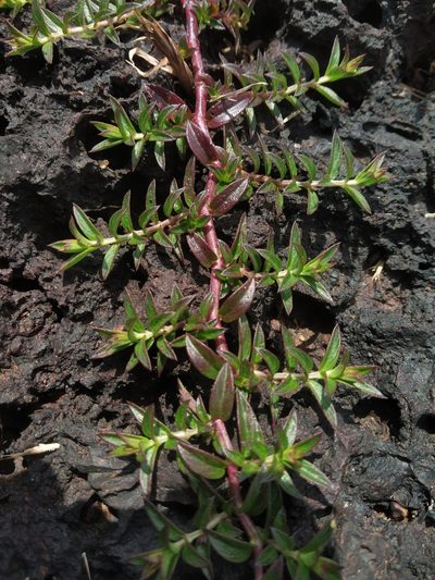 Lepidagathis keralensis, photographed by S.MORE
