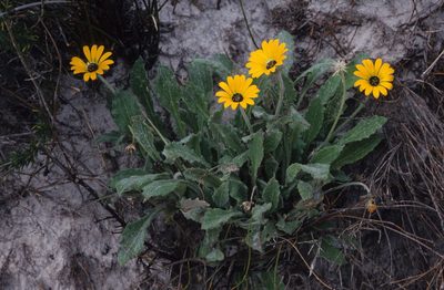 Arctotis leptorhiza, photographed by Tom Lloyd Evans