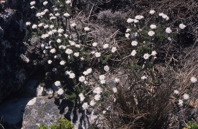 Phylica aemula, photographed by Tom Lloyd Evans