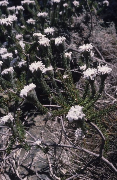 Phylica aemula, photographed by Tom Lloyd Evans
