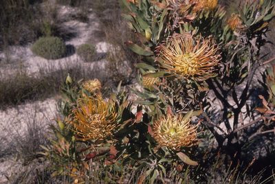 Leucospermum catherinae, photographed by Tom Lloyd Evans