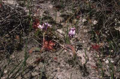 Codonorhiza falcata, photographed by Tom Lloyd Evans
