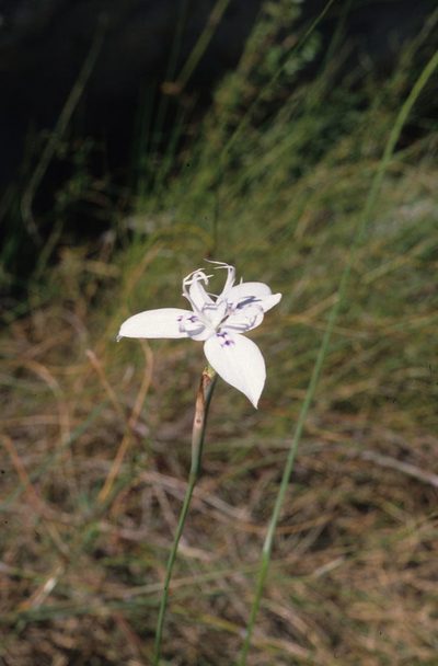 Moraea barkerae, photographed by Tom Lloyd Evans