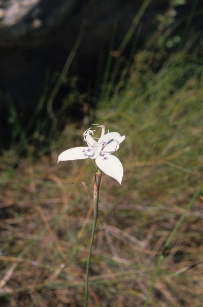 Moraea barkerae, photographed by Tom Lloyd Evans