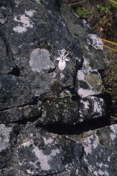 Moraea barkerae, photographed by Tom Lloyd Evans