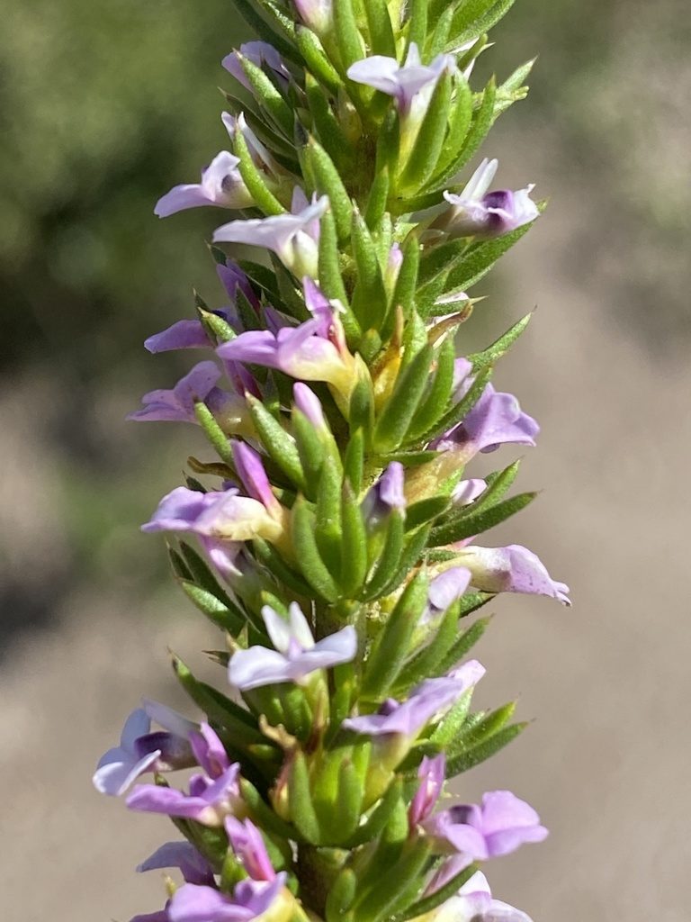 Muraltia salsolacea, photographed by Dave U