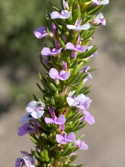 Muraltia salsolacea, photographed by Dave U