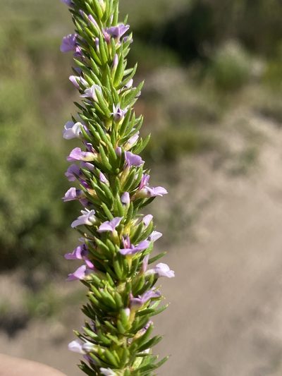 Muraltia salsolacea, photographed by Dave U
