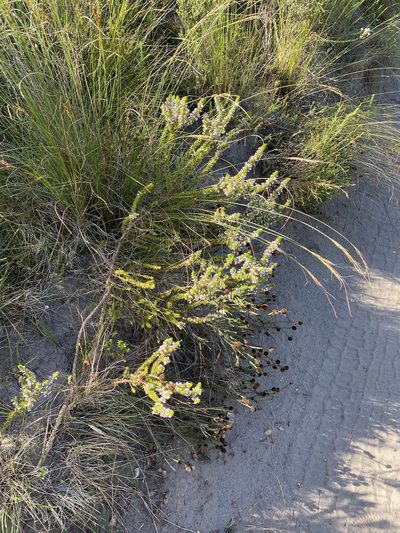 Muraltia salsolacea, photographed by Dave U
