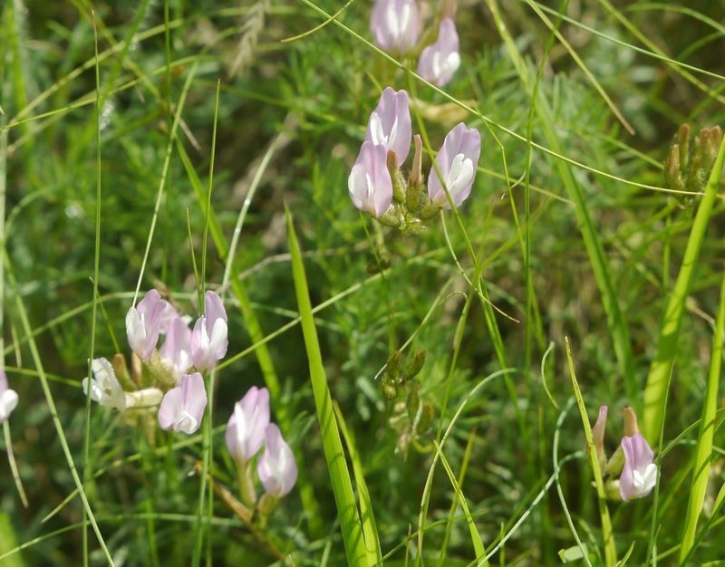 Astragalus corniculatus, photographed by Roman